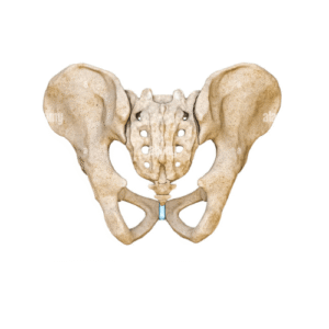 Biological Models
